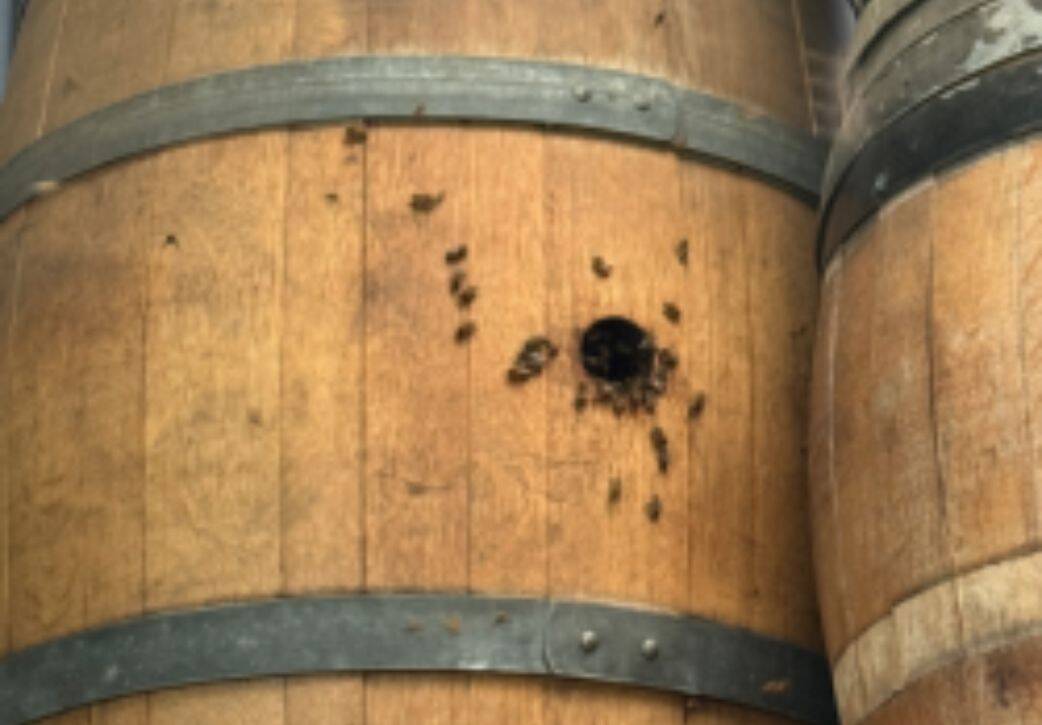 Wild Bees enjoy wine